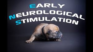 It is a comprehensive, organized program for breeders and owners to follow during the first 12 weeks of a the first 12 weeks of a puppy's life are incredibly important. Early Neurological Stimulation Raising Puppies Youtube
