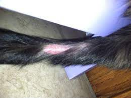 Cat hair loss can be partial or complete, and the patterns can varied or symmetrical. Cat Losing Hair On Tail Off 60 Www Usushimd Com