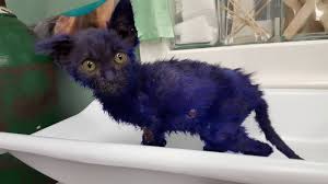 The Tale Of Smurf The Cat Who Was Dyed Purple And Now Recovering From Apparent Abuse Abc News