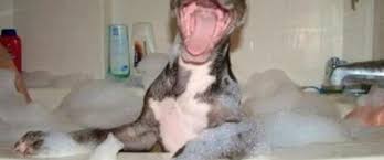 Check spelling or type a new query. Cute Stuff Only Cute Things