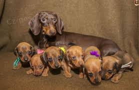 Image result for jezevčík hladkosrstý