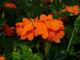 Image result for Crossandra pyrophila