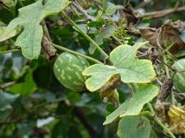 Image result for Coccinia rehmannii