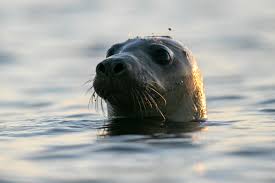 He has sold over 20 million records worldwide, with his first international hit song. More Seals Means Learning To Live With Sharks In New England