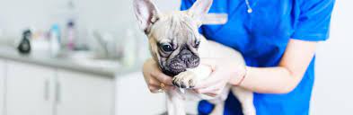 Maybe you would like to learn more about one of these? Animal Shelter Iowa City Io Humane Society Dog Adoption Pet Net Id