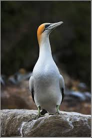 Sea Bird With Big Mouth Don T I Look Good South African Birds Gannet Bird Sea Birds