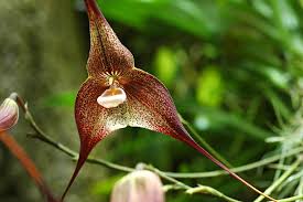 440+ Dracula Orchid Stock Photos ...