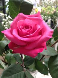 Your rose flower stock images are ready. Hot Pink Rose Rose Varieties Rose Flower Beautiful Rose Flowers