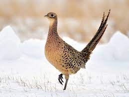 The brown females blend in with their field. Ring Necked Pheasant Ebird