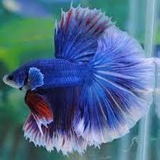 Halfmoon Butterfly Betta Male Siamese Fighting Fish Betta Betta Fish