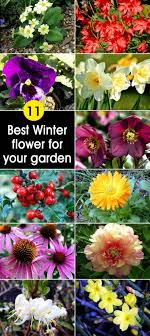It also looks fantastic in pots and comes with pink, white and purple flowers. 11 Best Winter Flower For Your Garden Winter Garden Winter Flowers Garden Winter Flowers Winter Plants