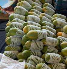 มะละกอฮอลแลนด์ (holland papaya) เป็นมะละกอสายพันธุ์หนึ่ง เป็นพืชล้มลุก เป็นผลไม้ที่รู้จักกันดี ผลเป็นผลเดี่ยว มีลักษณะทรงกรวย ไม่ยาว. à¸¡à¸°à¸¥à¸°à¸à¸­