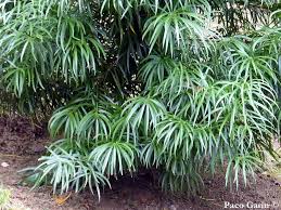 Image result for Afrocarpus usambarensis