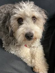 Breeders are the best source of puppies in quantity. Bernedoodles J B Doodles