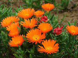 It has show, bright orange flowers in summer. Lampranthus Aurantiacus Orange Ice Plant World Of Succulents
