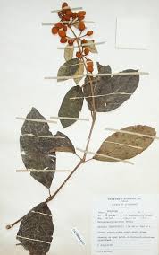 Image result for Pseudocalyx saccatus