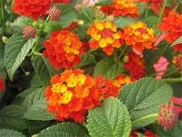 I Love Lantana These Flowers Are So Colorful And Brighten Up The Garden Lantana Plant Lantana Lantana Camara