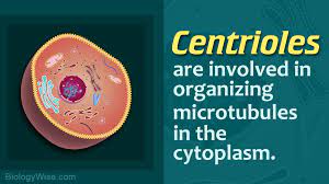 Centriole Functions Activities For Boys Tissue Types Cell Cycle