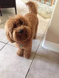 Adopt bella a brindle goldendoodle / mixed dog in west palm beach, fl (31502265) goldendoodle · west palm beach, fl. Prices And Policies Spingview Mini Goldendoodles
