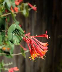 Up to six plants are allowed per colorado resident over age 21, with as many as three plants flowering at one time. Five Easy Climbers That Will Give Your Colorado Garden More Privacy The Denver Post