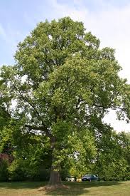 Image result for Liriodendron tulipifera