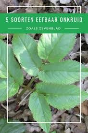 Zevenblad, de nachtmerrie van ieder tuinmens. Pin Op Zomer In Je Tuin