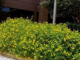 Lantana Camara New Gold Lantana Camara New Gold Onlineplantguide Com 4801 Lantana Camara Lantana Vegetable Garden Design