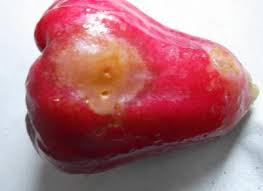 Struktur kristal = s, truk, tur, kris, tali. Cara Mengatasi Buah Jambu Air Busuk Seputar Buah