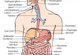 Human Body Of Bones All Parts Name In Hindi Anatomy Of