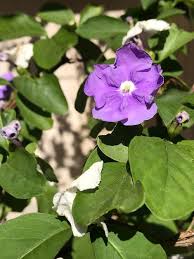 Image result for Brunfelsia australis