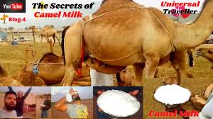 Camel milk benefits urdu \ camel milk | oontni ka doodh aur mardana taqat. The Secrets Of Camel Milk Saudi Arabia Camel Milk Benefits Of Camel Milk à¦‰à¦Ÿ à¦° à¦¦ à¦§ à¦¸ à¦¦ à¦†à¦°à¦¬ Youtube
