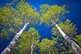Spring Quaking Aspen Aspen Trees Aspen House Aspen