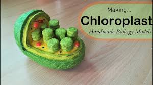 This video demonstrates how to make an animal cell model 3d for science exhibition project. Simple And Easy Way To Make Plant Cell Hexagone Shape Model 3d Styrofoam Carving Youtube
