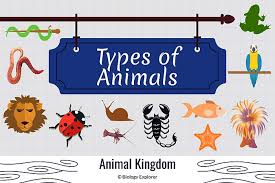 Animal cells are of various sizes and have irregular shapes. Types Of Animals And Their Characteristics Biology Explorer