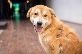 One of the most common treatments to get rid of scabies is to wash your dog with special soap, which is usually prescribed by the vets. Sarcoptic Mange Scabies In Dogs Symptoms And Treatment