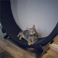 Exercise wheels for cats is a particularly new concept. One Fast Cat Exercise Wheel New 5th Gen Free Uk Delivery