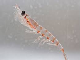 Krill oil information from drugs.com, includes krill oil side effects, interactions and indications. Krill Oil Your Brain Cognitive Vitality Alzheimer S Drug Discovery Foundation