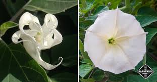 This plant thrives in woodland settings in zone 4 to 8. How To Grow Moonflowers Ipomoea Alba Gardening Channel