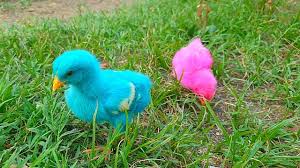 99 gambar motor kartun terkeren gubuk modifikasi via gubukmodifikasi.blogspot.com. Ayam Warna Warni Makan Rumput Hijau Itik Ayam Warna Warni Youtube
