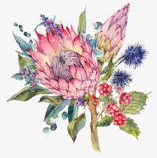 Imagen Relacionada Protea Art Watercolor Flowers Watercolor Illustration