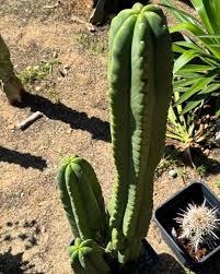 Image result for Scolopia theifolia