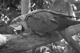 编写Zig 程序处理图像：实现图像滤镜| 绅士喵