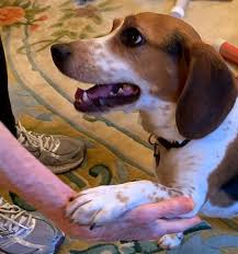 Dog Training Teach A Dog To Shake And High Five Dummies