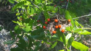 Image result for Abrus fruticulosus