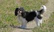 Cavalier King Charles Spaniel Puppies For Sale | Charlotte, NC