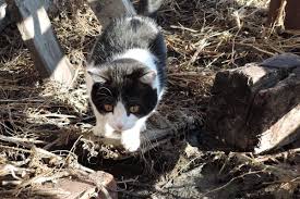 Wichtig ist, dass die tiere am geschehen im freien teilhaben können. Ist Es Tierqualerei Wenn Ich Meine Katze Alleine In Der Wohnung Halte