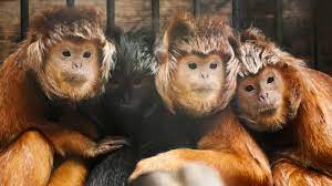 Endangered animals in indonesia postcard series. Indonesia Traffickers Caught Selling Rare Endangered Species Through Facebook And Whatsapp Police Coconuts Jakarta