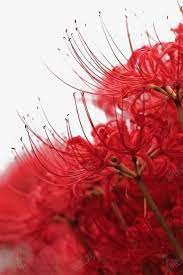 曼珠沙华高清素材 地狱花 幽灵花 引魂之花 彼岸花 接引之花 曼珠沙华 死亡之花 死人花 生死之花 in 2021 red spider lily beautiful flowers red flowers