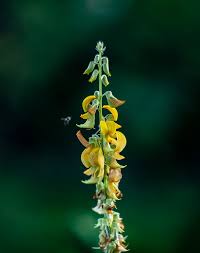 Image result for Crotalaria nigricans