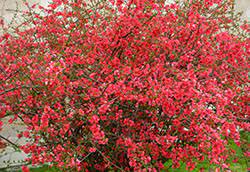 They had been blooming beautifully along the katy trail since early february. Quince Flowering Japonica